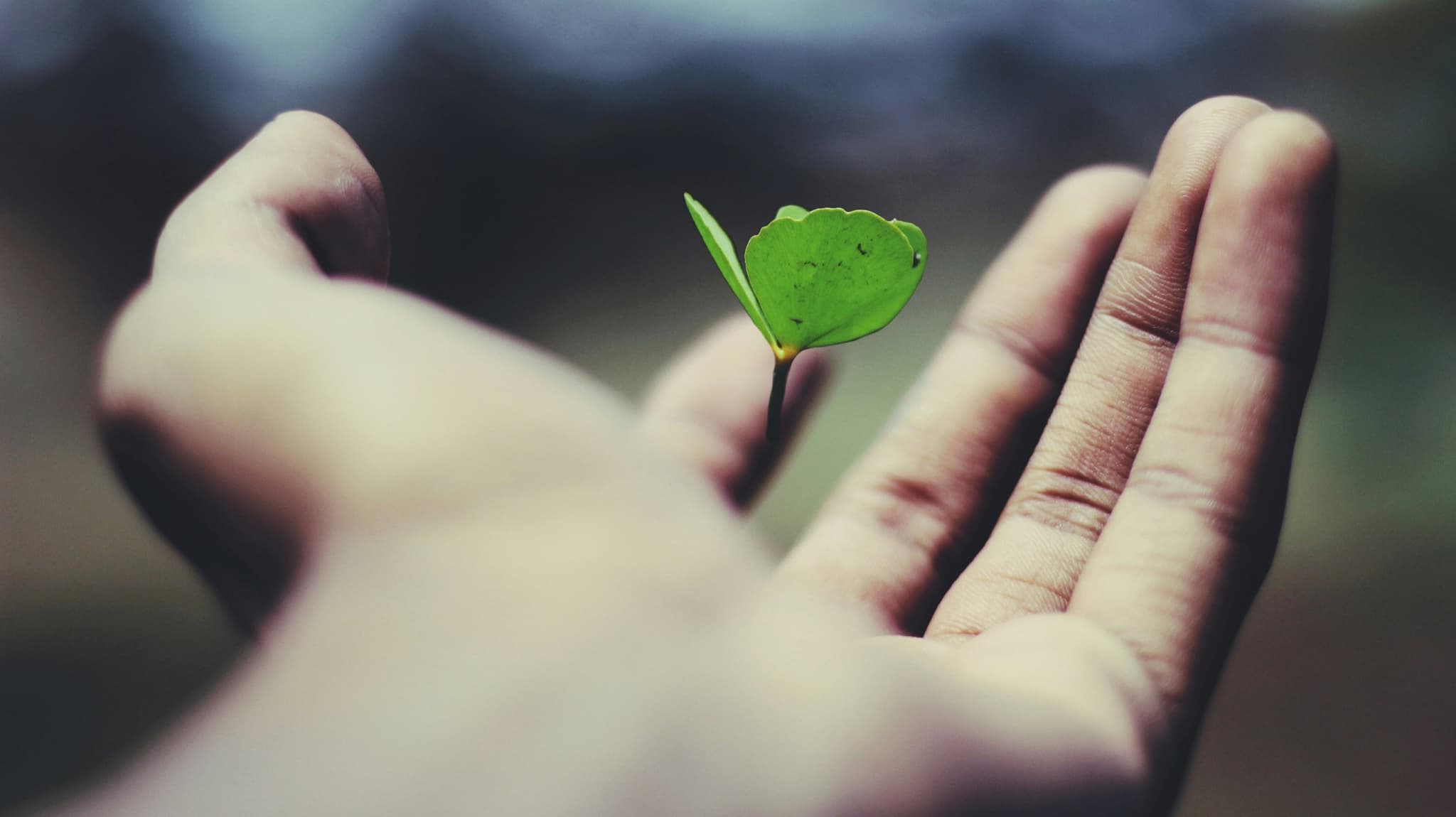Two cupped hands holding a single small green leaf